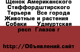 Щенок Американского Стаффордштирского Терьера - Все города Животные и растения » Собаки   . Удмуртская респ.,Глазов г.